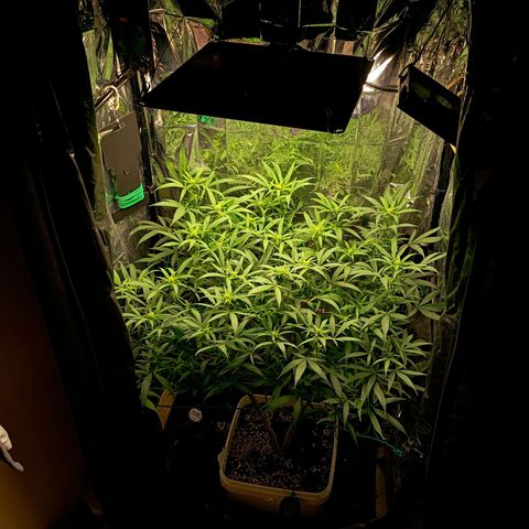 Mikasa gen 3 growlog timeline photo