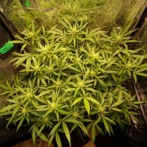 Mikasa gen 3 growlog timeline photo