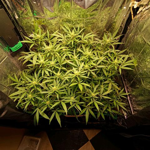 Mikasa gen 3 growlog timeline photo