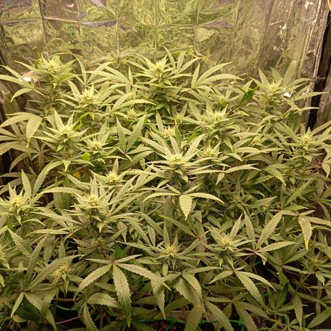 Mikasa gen 3 growlog timeline photo