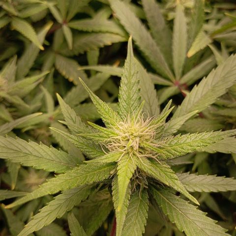 Mikasa gen 3 growlog timeline photo