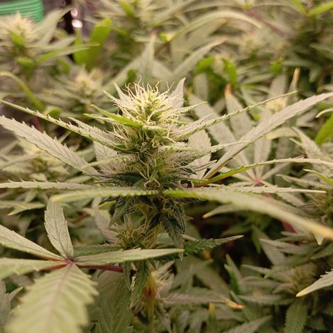 Mikasa gen 3 growlog timeline photo