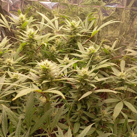 Mikasa gen 3 growlog timeline photo