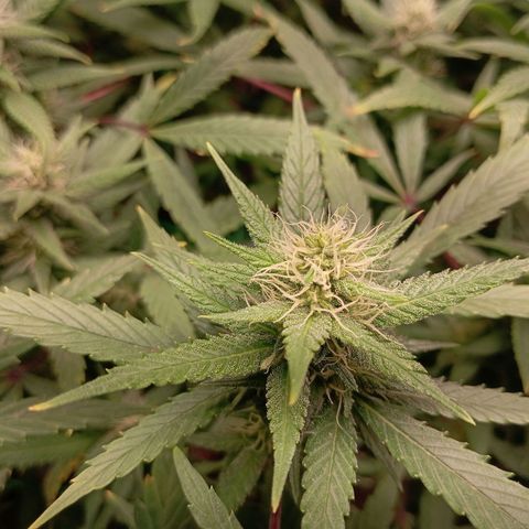 Mikasa gen 3 growlog timeline photo