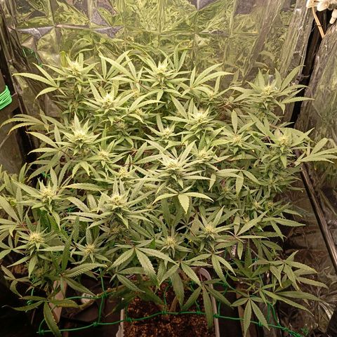 Mikasa gen 3 growlog timeline photo