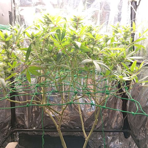 Mikasa gen 3 growlog timeline photo
