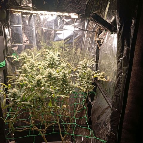 Mikasa gen 3 growlog timeline photo