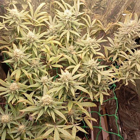 Mikasa gen 3 growlog timeline photo