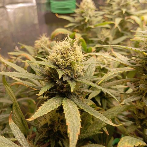 Mikasa gen 3 growlog timeline photo
