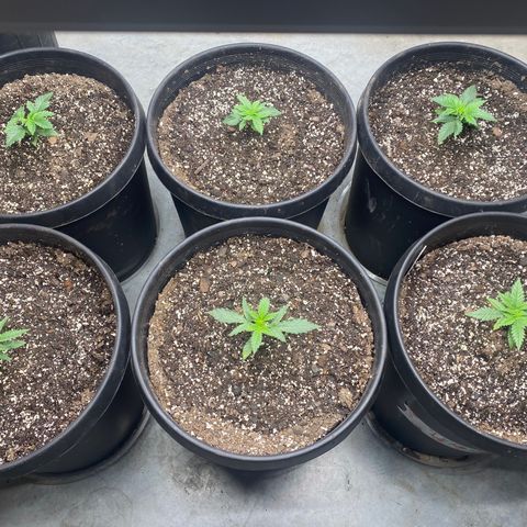 Jack Herer FAST growlog timeline photo
