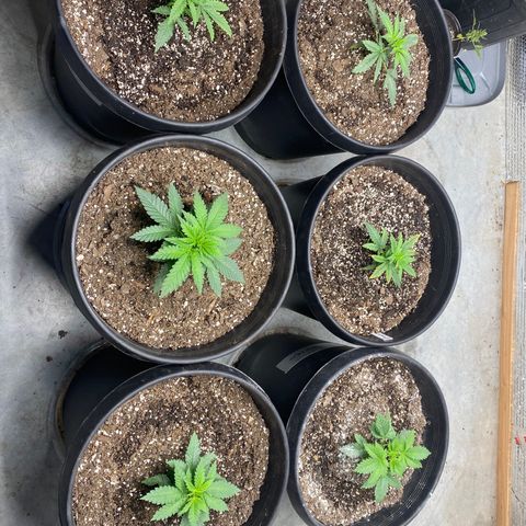 Jack Herer FAST growlog timeline photo