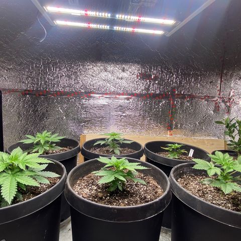 Jack Herer FAST growlog timeline photo