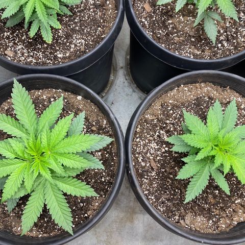 Jack Herer FAST growlog timeline photo