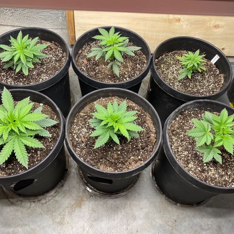 Jack Herer FAST growlog timeline photo