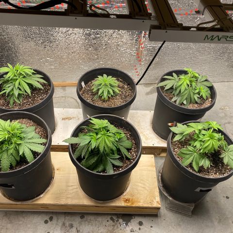 Jack Herer FAST growlog timeline photo