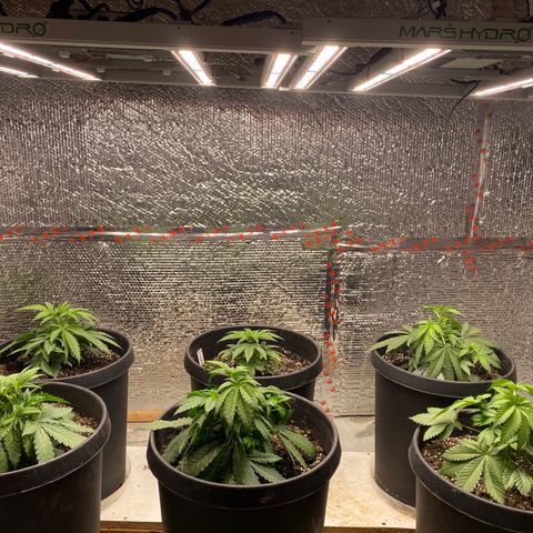 Jack Herer FAST growlog timeline photo