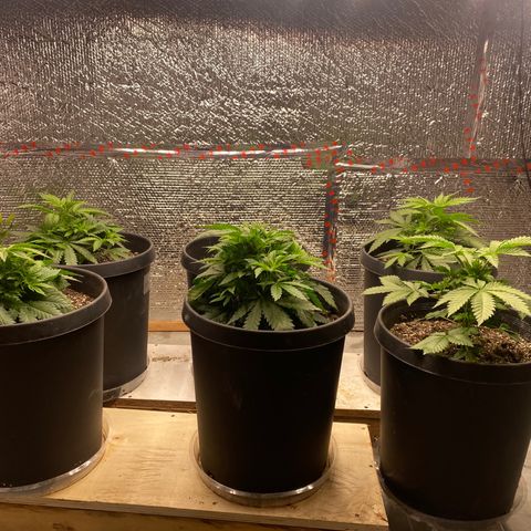 Jack Herer FAST growlog photo: Folding in fan leaves