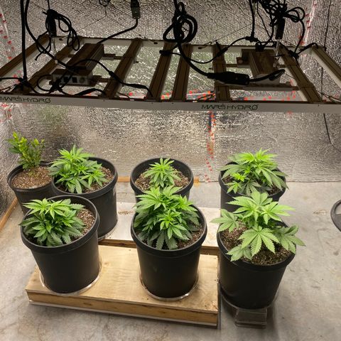 Jack Herer FAST growlog photo: Folding in fan leaves