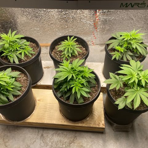 Jack Herer FAST growlog photo: Folding in fan leaves
