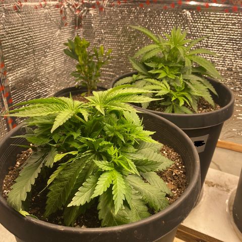 Jack Herer FAST growlog photo: Folding in fan leaves