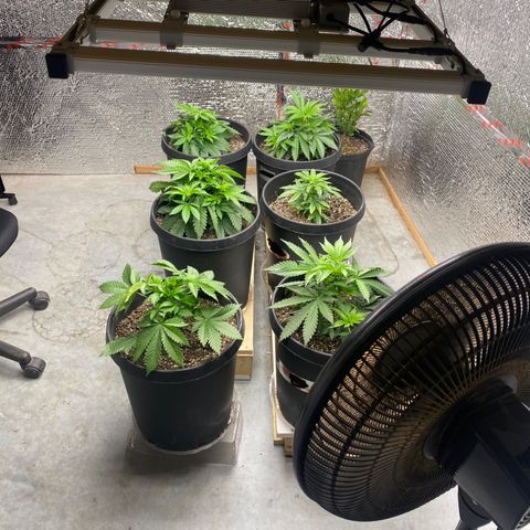 Jack Herer FAST growlog photo: Folding in fan leaves