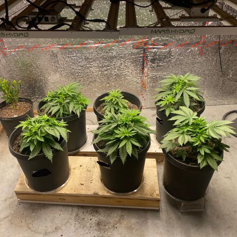 Jack Herer FAST growlog photo: One plant is still behind. Either the soil is overly rich or the seed was bad to begin with. Soil in that pot was from a different bag of soil