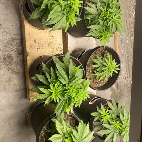 Jack Herer FAST growlog photo: One plant is still behind. Either the soil is overly rich or the seed was bad to begin with. Soil in that pot was from a different bag of soil