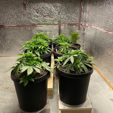 Jack Herer FAST growlog photo: One plant is still behind. Either the soil is overly rich or the seed was bad to begin with. Soil in that pot was from a different bag of soil