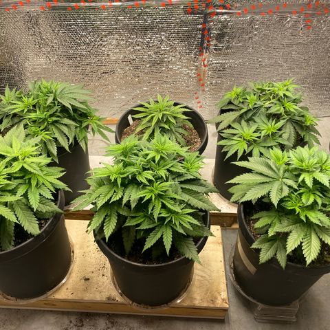 Jack Herer FAST growlog photo: Waiting on some more stakes to lst and going to be getting rid of the 6th plant. It’s weak