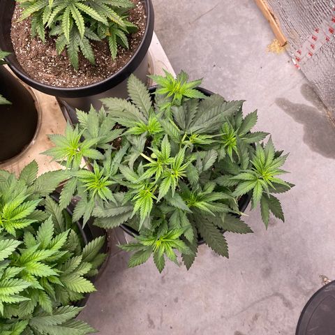 Jack Herer FAST growlog photo: Waiting on some more stakes to lst and going to be getting rid of the 6th plant. It’s weak