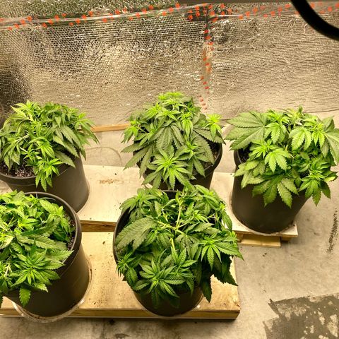 Jack Herer FAST growlog photo: Lst 
