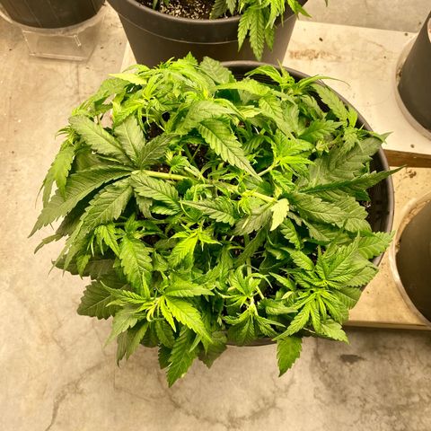 Jack Herer FAST growlog photo: Lst 