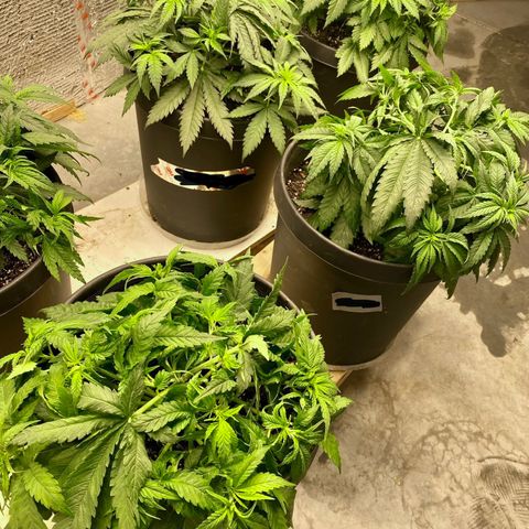 Jack Herer FAST growlog photo: Lst 