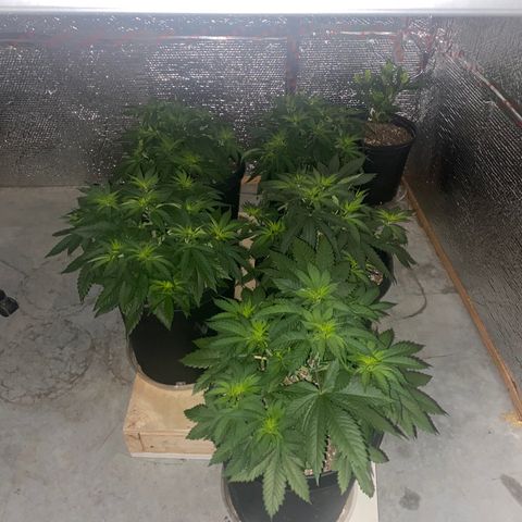 Jack Herer FAST growlog timeline photo