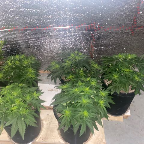 Jack Herer FAST growlog timeline photo