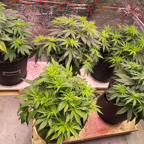 Jack Herer FAST growlog timeline photo