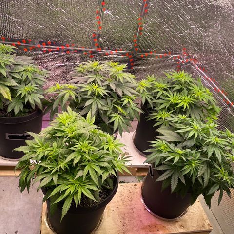 Jack Herer FAST growlog timeline photo