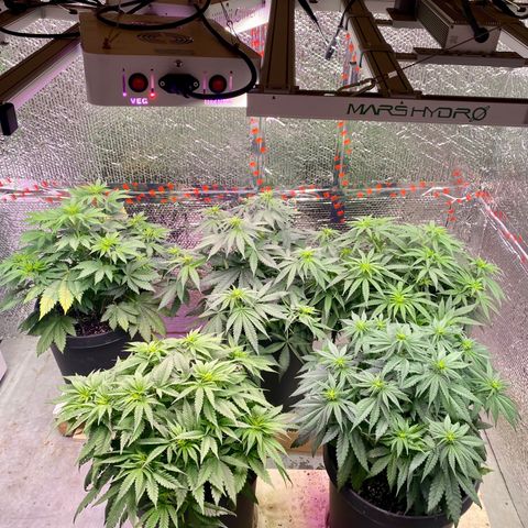 Jack Herer FAST growlog timeline photo
