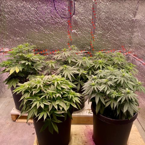 Jack Herer FAST growlog timeline photo