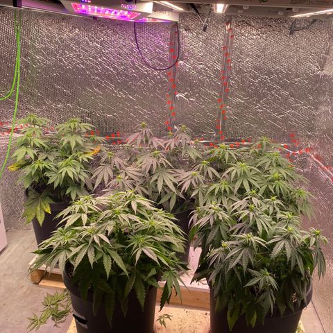 Jack Herer FAST growlog timeline photo