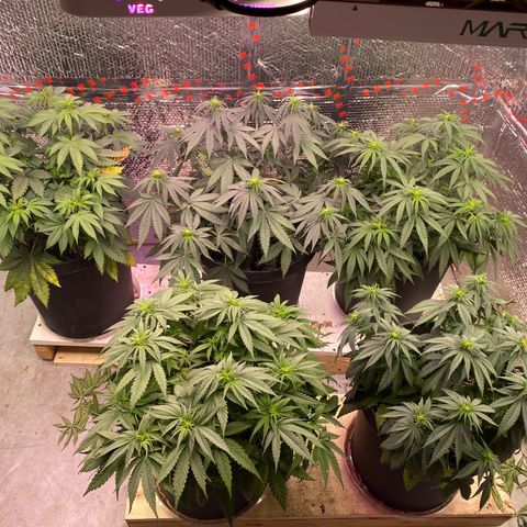 Jack Herer FAST growlog timeline photo