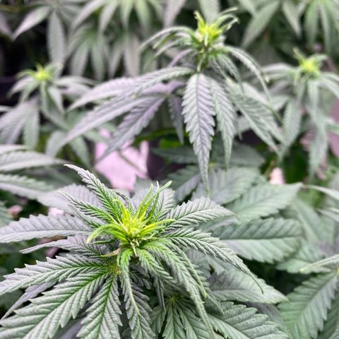 Jack Herer FAST growlog timeline photo