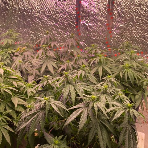 Jack Herer FAST growlog timeline photo