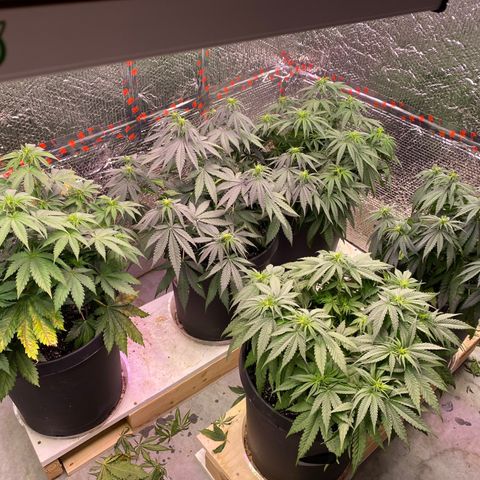 Jack Herer FAST growlog timeline photo