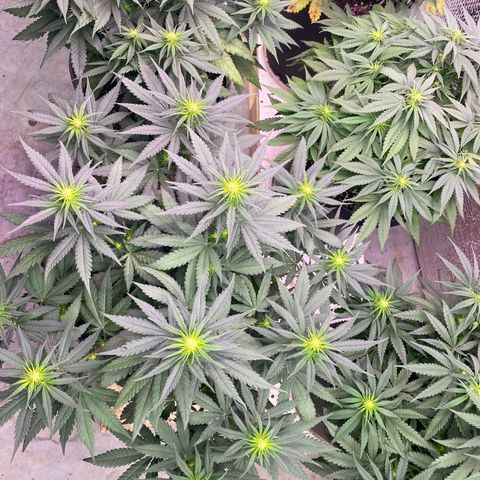 Jack Herer FAST growlog timeline photo