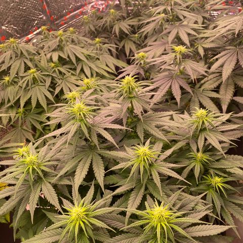 Jack Herer FAST growlog timeline photo