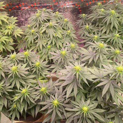 Jack Herer FAST growlog timeline photo