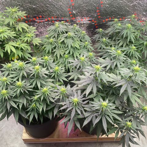 Jack Herer FAST growlog timeline photo