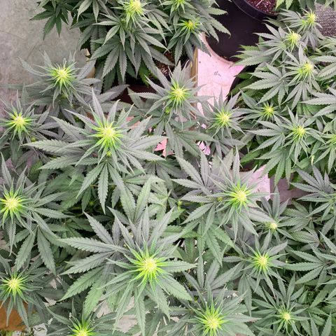 Jack Herer FAST growlog timeline photo