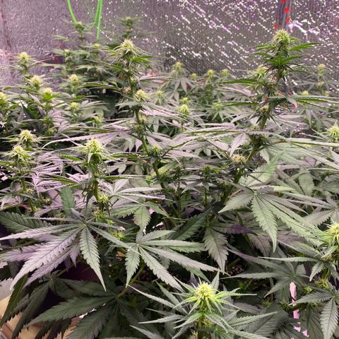 Jack Herer FAST growlog timeline photo
